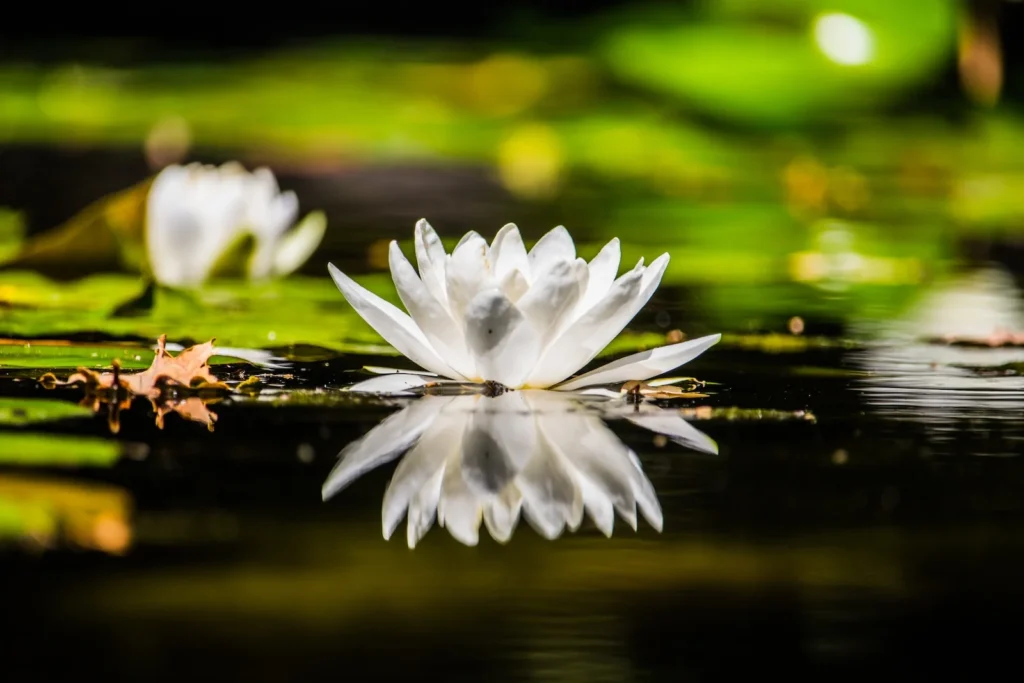 Lotus - Verandering-Groei-BDE