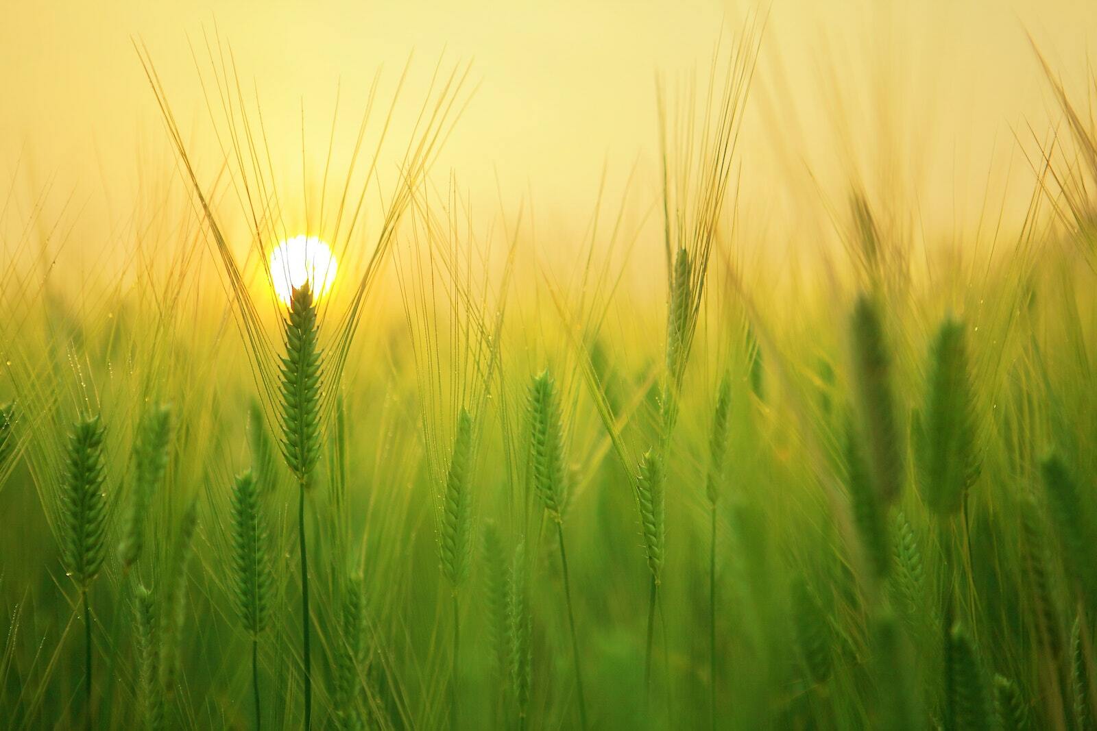 Zonsondergang - Depressie na Bijna-Doodervaring