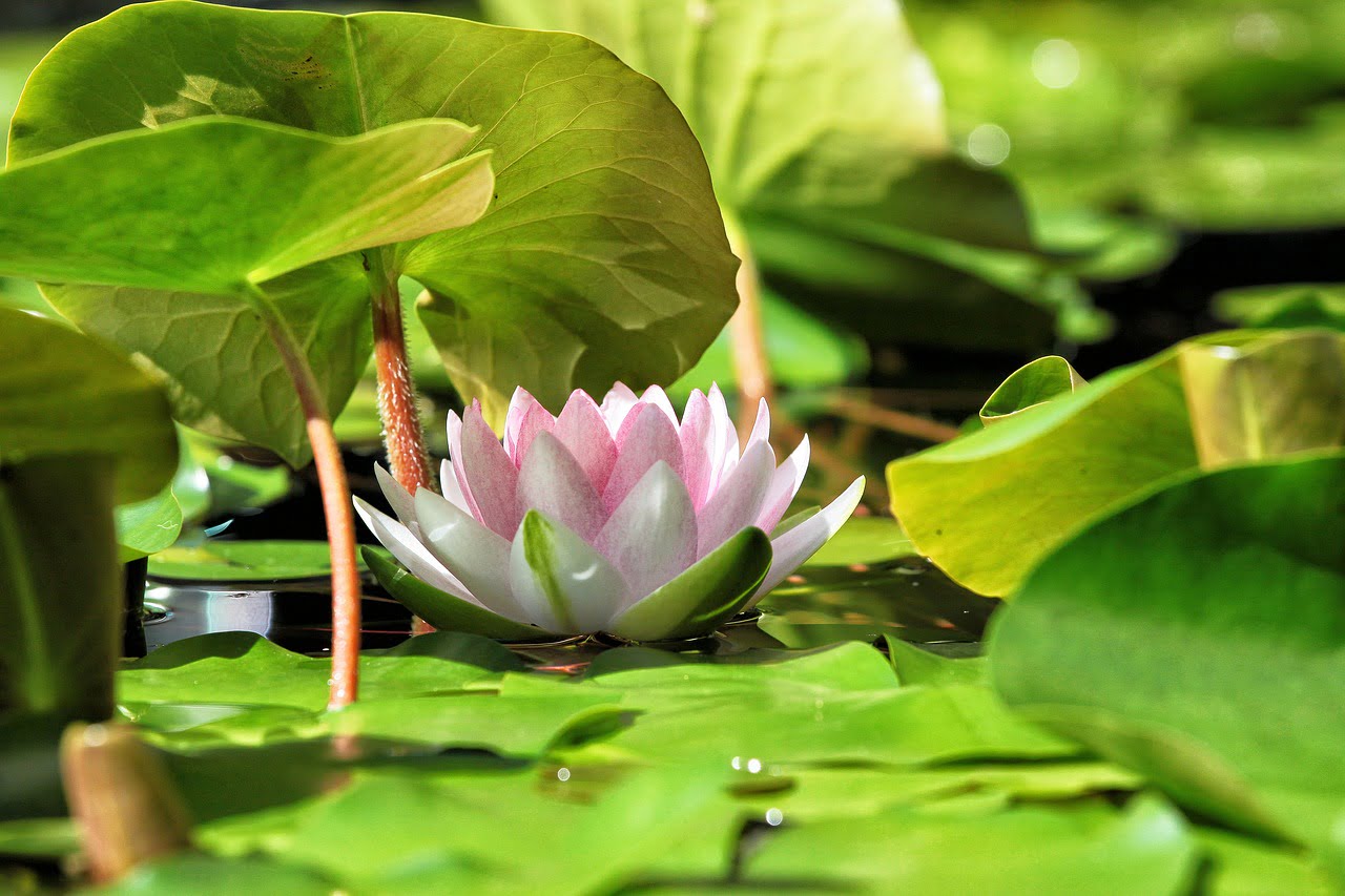 Lotus - Healing en Chi Neng Qigong