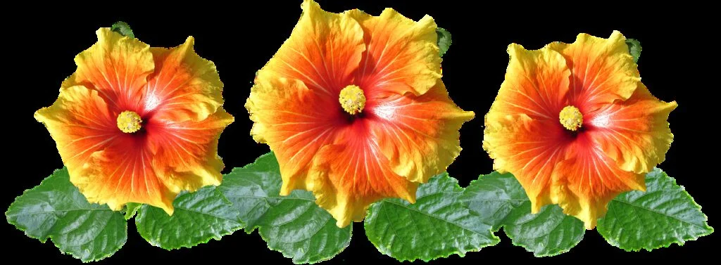Hibiscus - Chi Neng en Healing