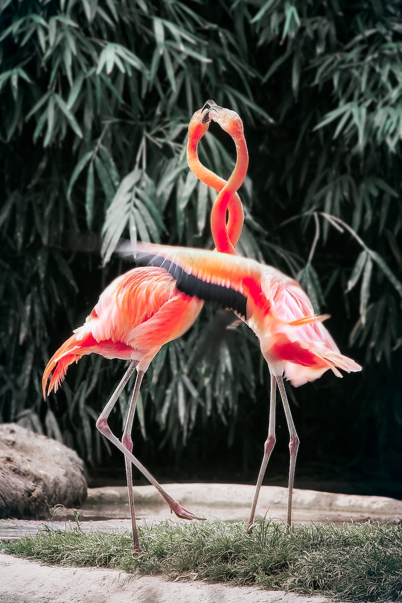 Flamingo's - Evenwicht en Verbinding