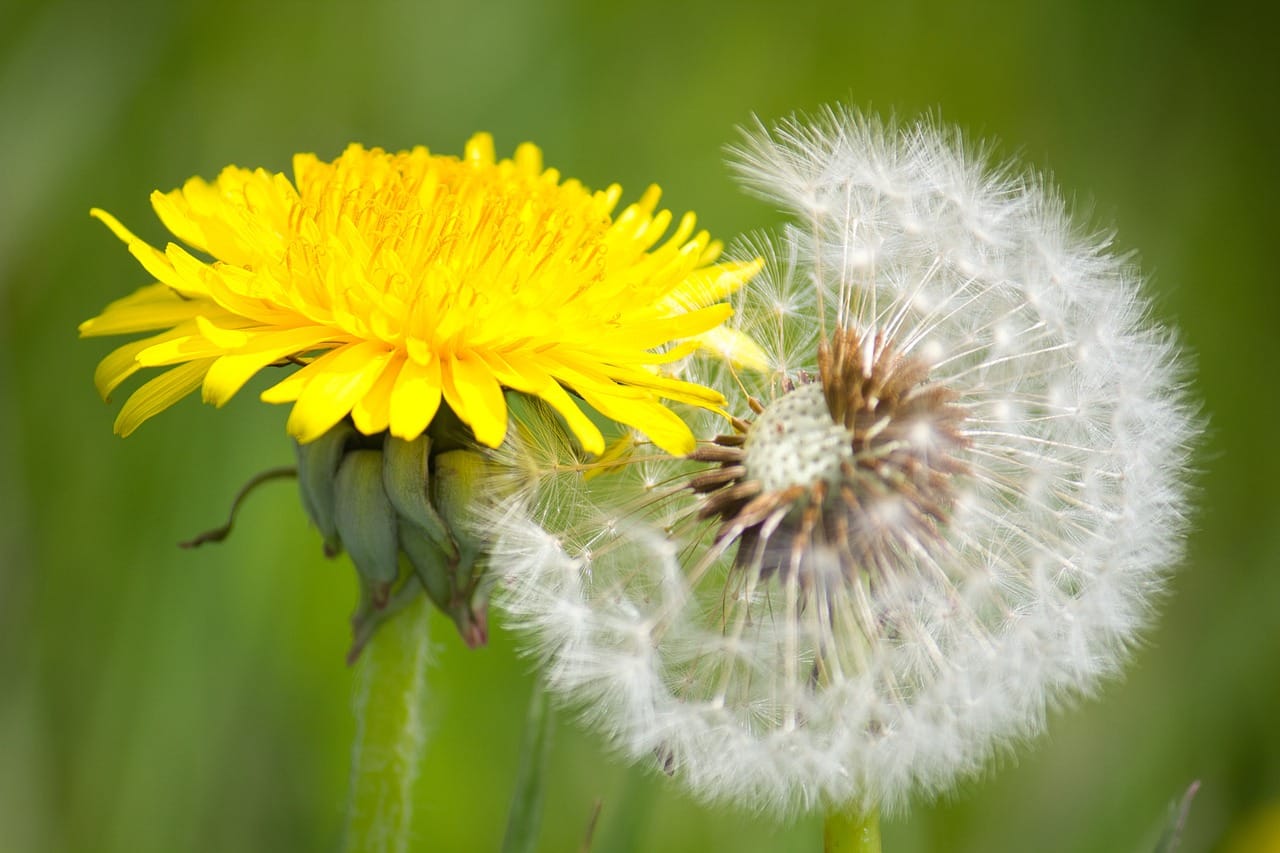 Paardenbloem - Transformatie en Verandering