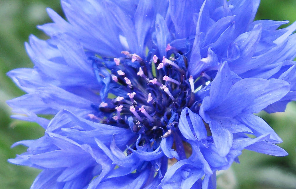 Korenbloem - Vijfde Chakra en de Kleur Blauw