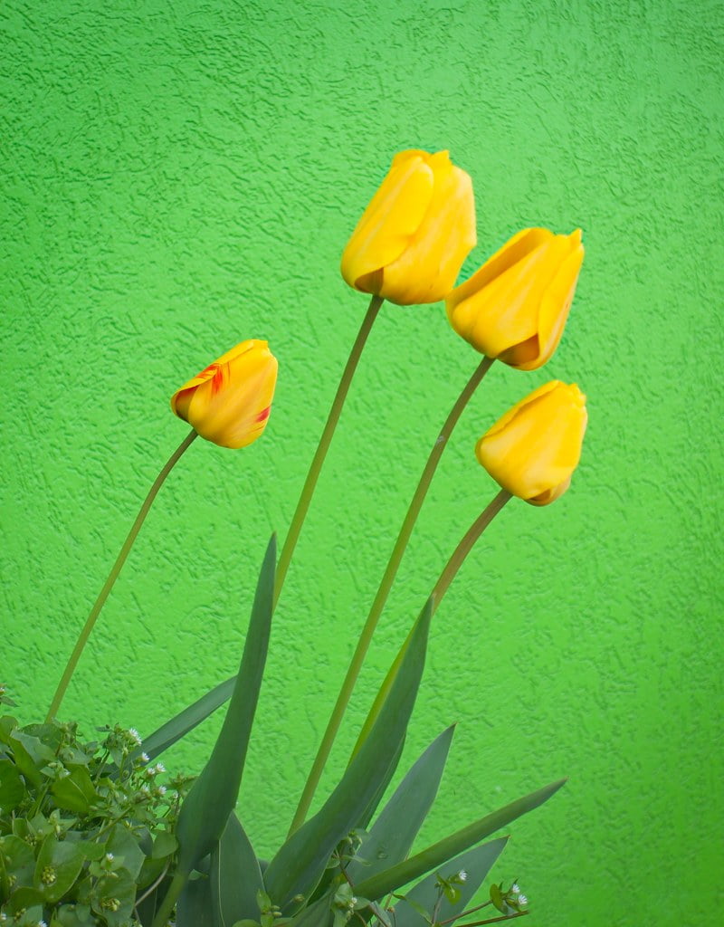 Tulpen - Groei en Balans