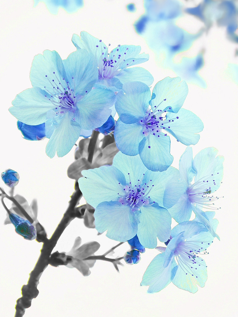 Blauwe Bloesem - EFT en Tapping