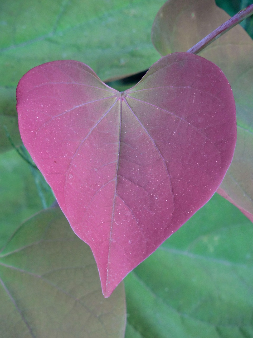 Blad - Hartchakra en Roze